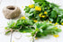 Health Embassy Greater Celandine Herb | 100% Natural Chelidonium Majus L. (50g)