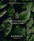 Bursera Organic Sage Essential Oil 10ml - 100% Pure USDA Organic for Aromatherapy, Diffuser & Skin