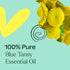 Plant Therapy Blue Tansy Essential Oil, 100% Pure, 5 mL (1/6 oz), Natural Aromatherapy