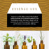 30ml Sandalwood Essential Oil, Pure Aromatherapy Oil, 1 Fluid Ounce