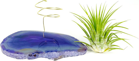 Rock n Air Purple Agate Geode Crystal Air Plant Holder Includes Healthy Air Plant and Gift Box Thoughtful Plant