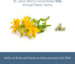 Immune (120 300 Eclectic Herb - St. John's Wort Capsules | Nervous System & Support | Promotes a Positive Mood | Vegan