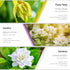 ESSLUX Essential Oils Set for Diffuser, Massage & Candle Making - Natural Scents, 6 * 10ml - Rose, Jasmine, Gardenia,