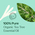 Plant Therapy Organic Tea Tree Oil (Melaleuca) 100% Pure, 10 mL, USDA Certified Organic