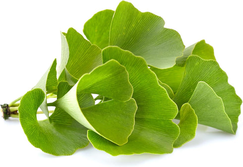 Pure Original Ingredients Ginkgo Biloba Powder, 8 oz, Always Pure, No Fillers or Additives