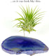 Rock n Air Purple Agate Geode Crystal Air Plant Holder Includes Healthy Air Plant and Gift Box Thoughtful Plant
