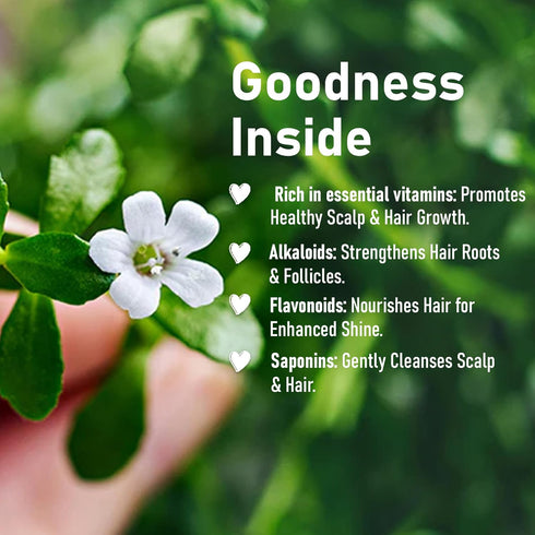 Miniature Organic Brahmi Powder (Bacopa Monnieri) - 227 g / 8 OZ / 1/2 lb | Promotes Hair Growth