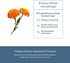 Immune (90 250 Eclectic Herb - Freeze Dried Calendula Capsules | Support Supplement | Gut & Digestive Health | Natural