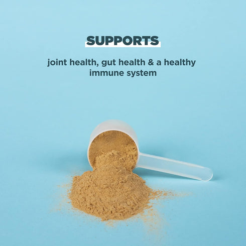 Ancient Nutrition Protein Powder - Chocolate Bone Broth, 20g Protein Per Serving, Gluten Free Supplement