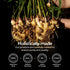 Gya Labs USDA Certified Organic Ginger Essential Oil for Skin - 100% Pure Natural Organic Ginger Oil for Hair & Diffuser