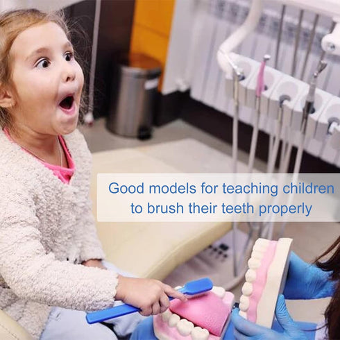 Tooth Brushing Model, 6 Time Tongue Teeth Model for Speech Therapy and Kids Dental Care Teaching Demonstration