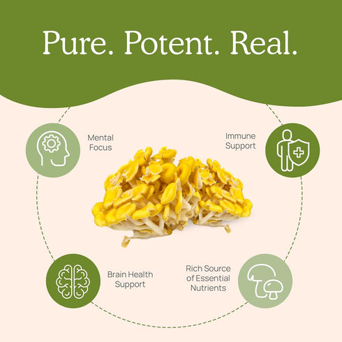 Real Mushrooms L-Ergothioneine, Golden Oyster Mushroom Extract (60ct) - Immune Support & Brain Supplement