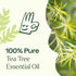 Plant Therapy Tea Tree Essential Oil 10 mL (1/3 oz), 100% Pure, Natural Aromatherapy