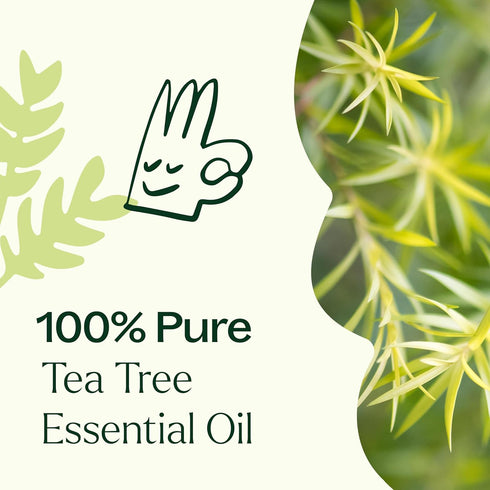 Plant Therapy Tea Tree Essential Oil, 100 mL (3.3 oz), 100% Pure