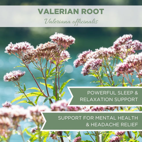 Organic Valerian Root, 4 oz (113g), USDA Certified Organic Herb for Tea, Valeriana Tea