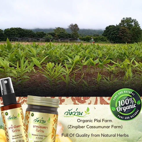Wangwan Concrete Organic Remedy Massage Oil, Soothing Relief for Muscle and Joint Comfort, Herbal Relief (8CC)