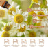 Yethious Organic Chamomile Essential Oil, 100% Pure Aromatherapy Oils for Diffuser, Skin, Hair - 10ml
