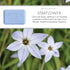 Pre de Provence Artisanal Soap Bar 8.8 Ounce, Starflower - Enriched with Organic Shea Butter, Natural French Skincare