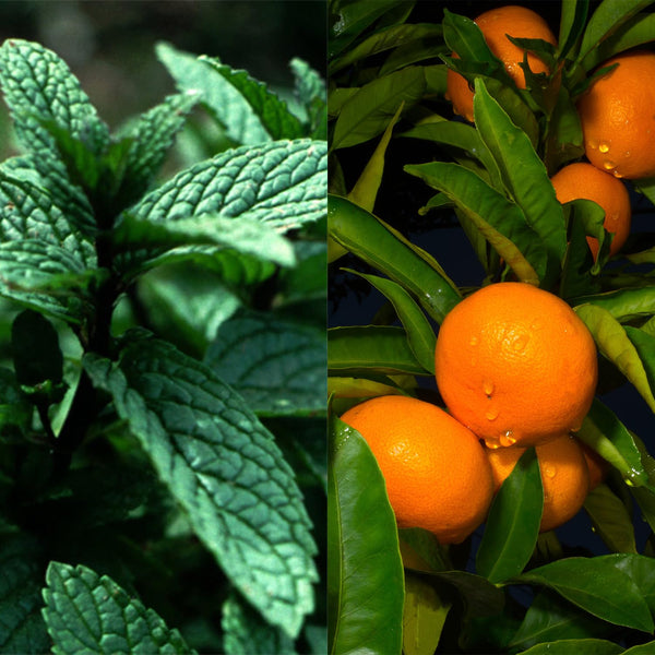 Mint Citrus Natural Bar Lotion, Beeswax & Coconut Oil, 2x (1.15oz) Solid Lotion in Travel Tins