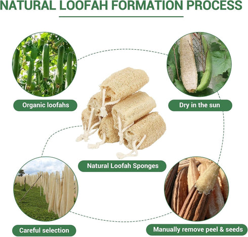 Natural Loofah Sponge Organic Exfoliating Body Scrubber, 6 Pack for Men and Women