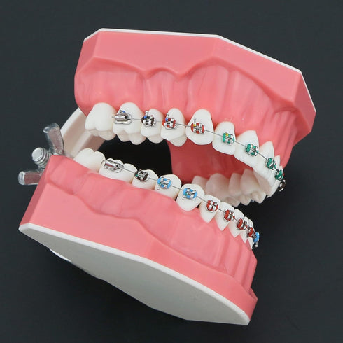 Dental Models Orthodontic Model M7010-2, 1:1 Standard Typodont Teeth with Archwire Ligature Ties, Metal Brackets