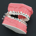 Dental Models Orthodontic Model M7010-2, 1:1 Standard Typodont Teeth with Archwire Ligature Ties, Metal Brackets