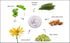 Raya Bio-Hydrating Cream (303) | Light Moisturizing Face Cream for Non Problem Skin, Tones, Firms, Hydrates