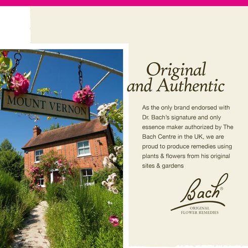 Bach Original Flower Remedies, Sweet Chestnut for Optimism, Natural Homeopathic Flower Essence, Vegan, 10mL Dropper