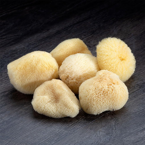 Sea Silk Sponge 6pc Kit, Hand Cut Small Sponges for Cosmetic Use and Facial Cleansing