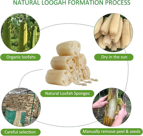 Natural Loofah Sponge, Organic Bath Loofah Pack, Exfoliating Body Scrubber for Women and Men, 6 Pack Shower Loofas