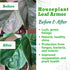 Leaf Armor Spray for Houseplants, Protects Against Fungal Spots, Gentle Natural Formula, 8 oz Made in USA