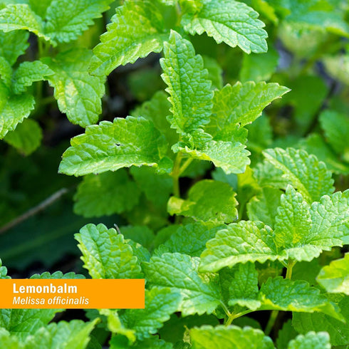 Herb Pharm Organic Lemon Balm Liquid Extract, 1 Ounce for Calming Nervous System Support
