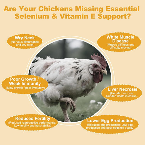Ourea Immune Selenium and Vitamin E Powder for Chickens, Selenium for Chickens, System, Muscle Support & Prevents