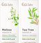 Melissa Essential Oil for Diffuser & Tea Tree Oil for Skin Set