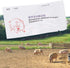 Sow Pregnancy Test Strips for Accurate Pig Pregnancy Diagnosis