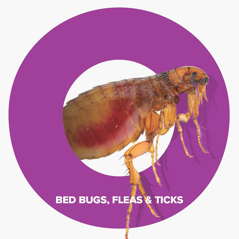 BOP Bed Bug, Flea and Tick Killer, 16.5 oz Pest Control Spray, Kills Bugs On Contact, Indoor/Outdoor Use for Quick