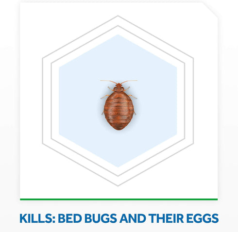 Raid Bed Bug Foaming Spray, Kills Bed Bugs and Eggs, Indoor Use, Non-Staining, 16.5 oz (Pack of 1)