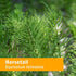 Horsetail 4 Herb Pharm Liquid Extract for Urinary System Support - Ounce