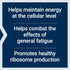 Life Extension Energy Renew, French Oak Extract, Non-GMO, Gluten-Free, Vegetarian, 30 Capsules