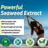 Fucoidan Supplement 65mg - 60 Capsules, Brown Seaweed Extract for Gut Health, Cardiovascular Health, Immune Support