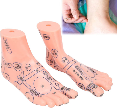 Human Foot Acupuncture Model for Reflexology Teaching