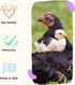 Grubbly Farms Prebiotics + Probiotics for Chickens, 30 Day Supply