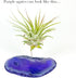 Rock n Air Purple Agate Geode Crystal Air Plant Holder Includes Healthy Air Plant and Gift Box Thoughtful Plant