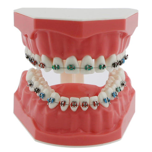 Dental Models Orthodontic Model M7010-2, 1:1 Standard Typodont Teeth with Archwire Ligature Ties, Metal Brackets