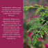 ORGANIC INDIA Tulsi Herbal Supplement - Holy Basil, Immune Support, Vegan, Gluten-Free, 180 Capsules