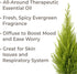 Plant Therapy Organic Cypress Essential Oil 10 mL (1/3 oz) 100% Pure, Undiluted, Therapeutic Grade