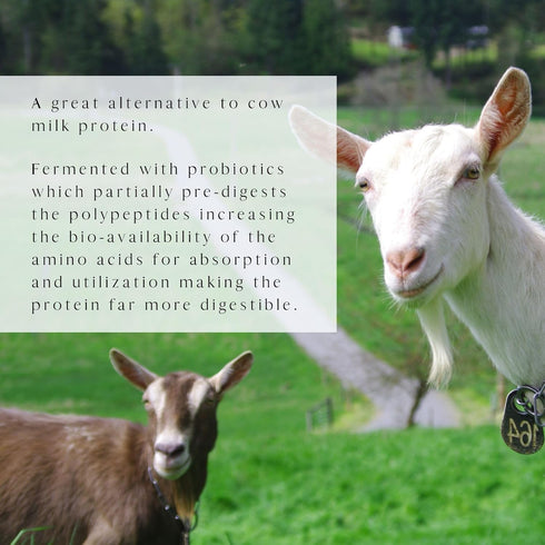 MT. CAPRA SINCE 1928 Caprotein, 1 Pound, Fermented Goat Milk Protein, Extremely Easy to Digest