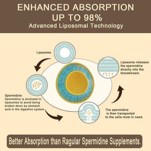 Spermidine Supplement 15 MG, 99% Purity, 1500 mg Fermented Wheat Germ Extract, 60 Softgels