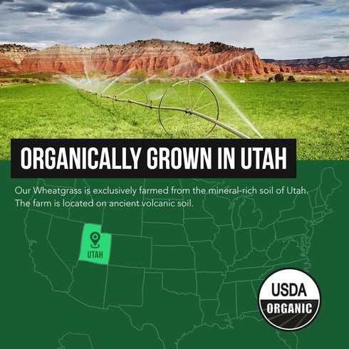 Organic Wheatgrass Juice Powder - Raw BioActive Form, Cold-Pressed, 20:1 Concentrate Juice Extract, Unflavored (5.3 oz)