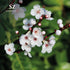 Manuka Essential Oil - New Zealand - 100% Pure and Natural, Undiluted - Soothing Aroma - 0.17 fl oz (5ml)
